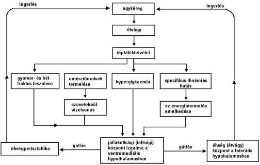 a glikogén és a zsírvesztés megértése